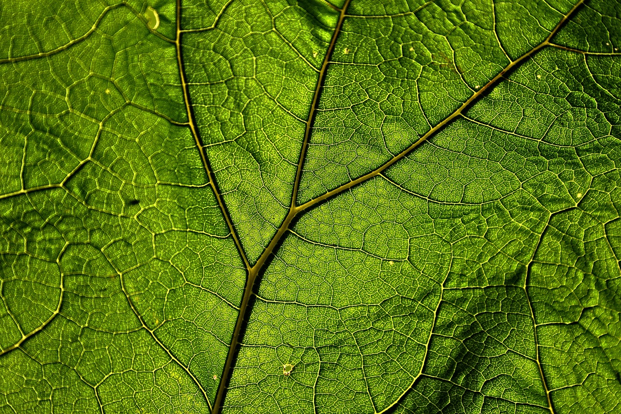 cellulose